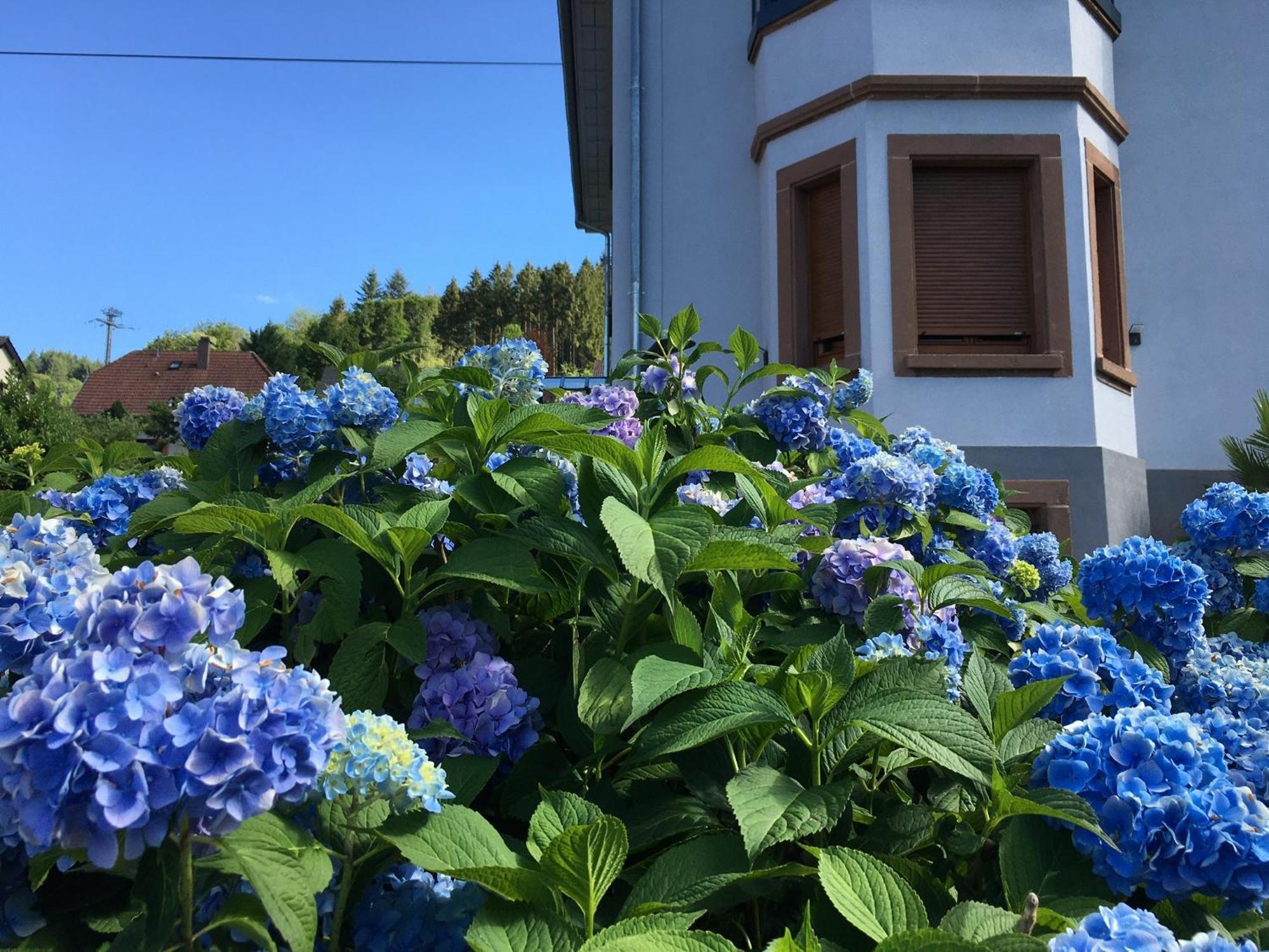 דירות Barembach Les Magnolias En Alsace - Meuble De Tourisme 3 Etoiles מראה חיצוני תמונה
