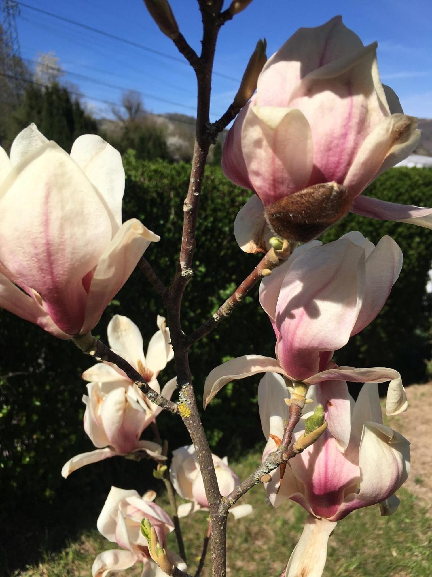 דירות Barembach Les Magnolias En Alsace - Meuble De Tourisme 3 Etoiles מראה חיצוני תמונה